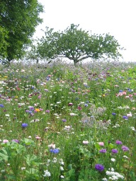 prairie