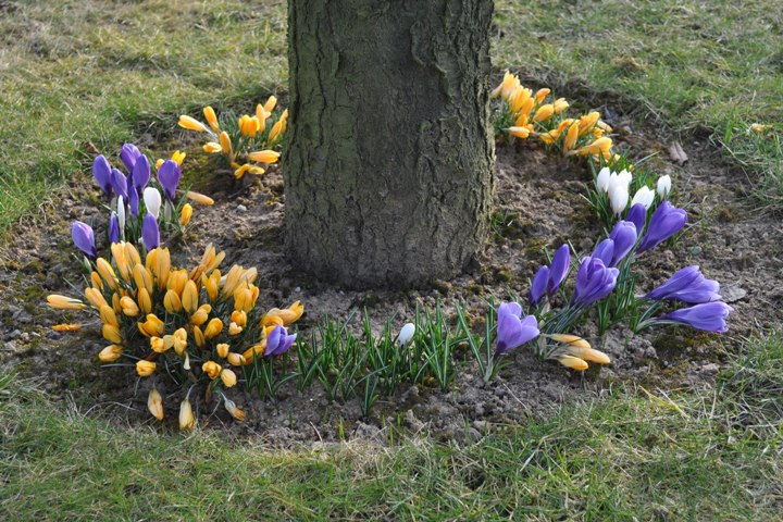 Crocus